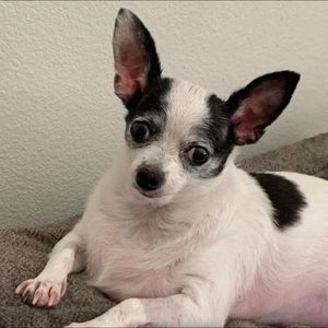 Meet your Posher, Chanel